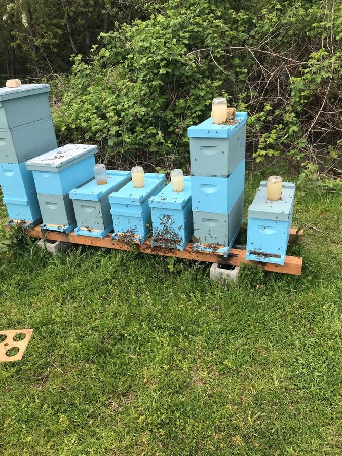 honey bee 5 Frame Honey Bee Nuc - Stanwood Bee Company, LLC
