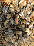 2024 - 5 Frame Honey Bee Nuc - 2023/2024 Queen