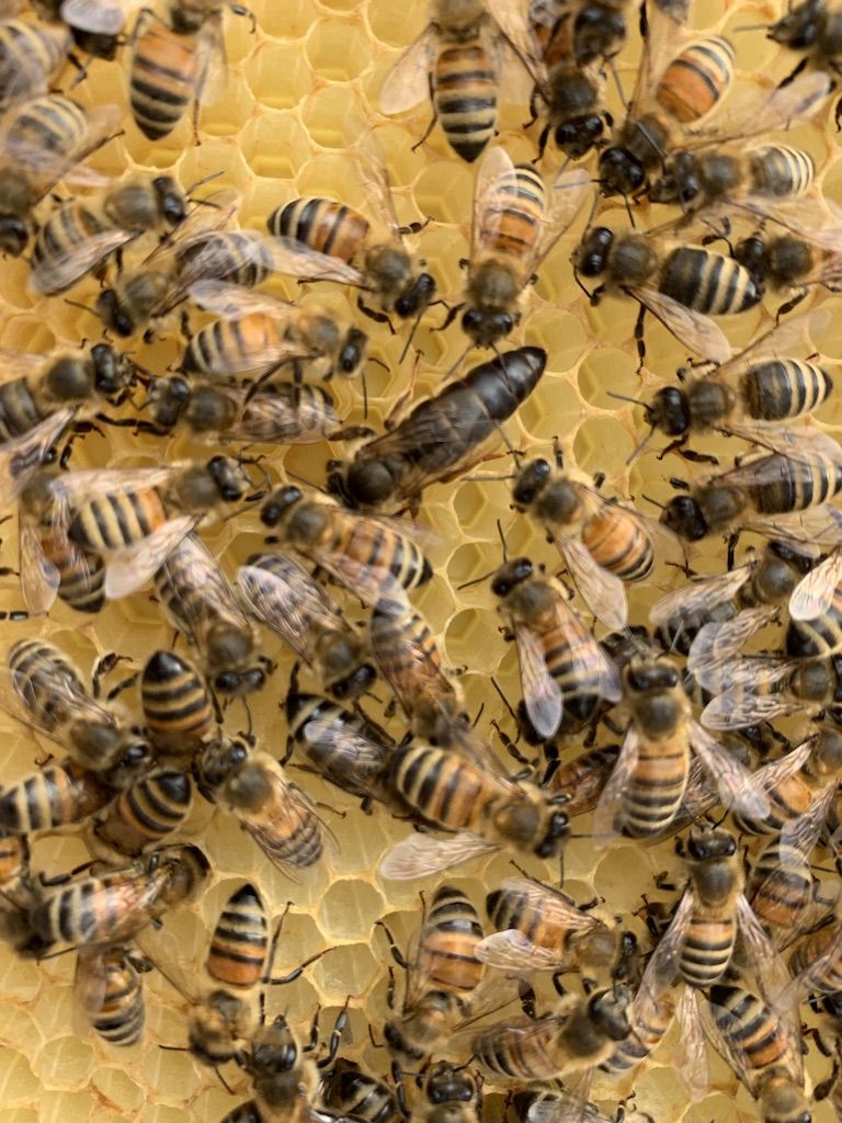 Queen Bee: Creston Bee Company - Edible San Luis Obispo