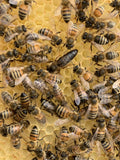 2025 -  5 Frame Honey Bee Nuc - 2024/2025 Queen