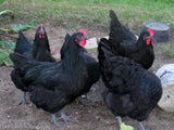 ORGANIC - Baby Chicks - COMING SOON!