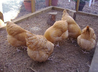 ORGANIC - Baby Chicks - COMING SOON!