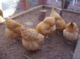 ORGANIC - Baby Chicks - COMING SOON!