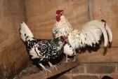 ORGANIC - Baby Chicks - COMING SOON!
