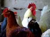 ORGANIC - Baby Chicks - COMING SOON!