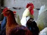 ORGANIC - Baby Chicks - COMING SOON!