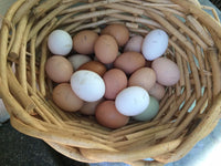 ORGANIC - Baby Chicks - COMING SOON!