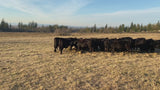 Premium 100% Grass Fed / Grass Finished Black Angus Beef Shares