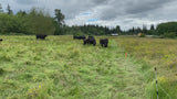 Premium 100% Grass Fed / Grass Finished Black Angus Beef Shares