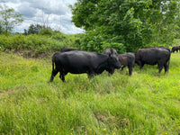 Premium 100% Grass Fed / Grass Finished Black Angus Beef Shares