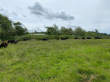 Premium 100% Grass Fed / Grass Finished Black Angus Beef Shares