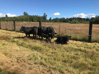 Premium 100% Grass Fed / Grass Finished Black Angus Beef Shares