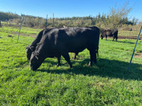 Premium 100% Grass Fed / Grass Finished Black Angus Beef Shares