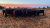 Premium 100% Grass Fed / Grass Finished Black Angus Beef Shares