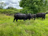 1/4 Beef - DEPOSIT