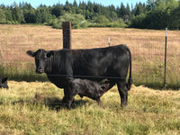 Premium 100% Grass Fed / Grass Finished Black Angus Beef Shares