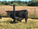 Premium 100% Grass Fed / Grass Finished Black Angus Beef