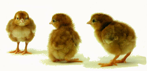 Organic sales baby chicken