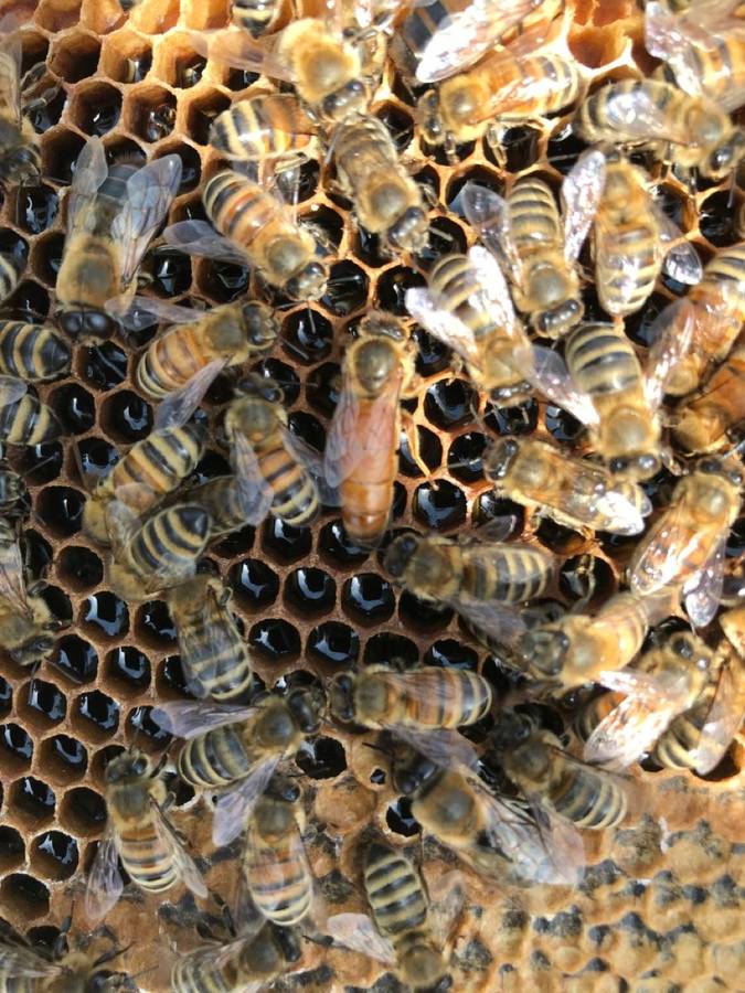 2025 5 Frame Honey Bee Nuc 2024 2025 Queen Stanwood Bee Company LLC   4 1200x1200 