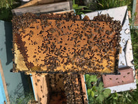 Brood frame with Bees
