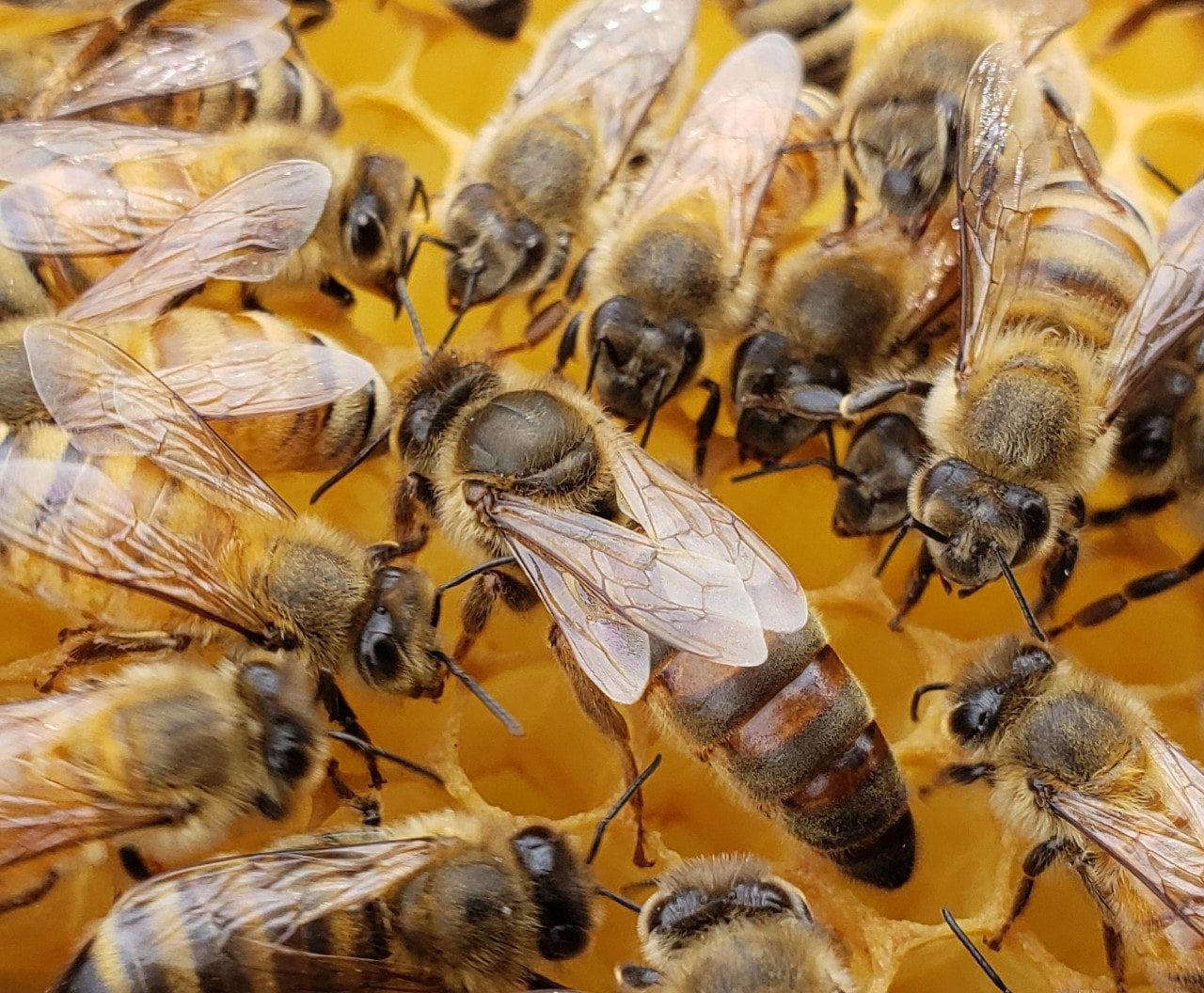 2025 5 Frame Honey Bee Nuc 2024 2025 Queen Stanwood Bee Company LLC   Ankle Biter Queen 2048x 