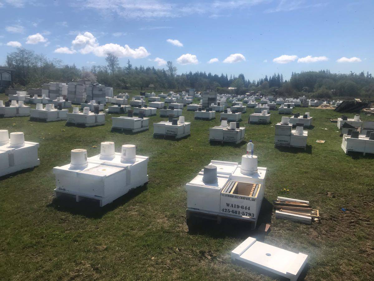 Bee hives at the Stanwood farm