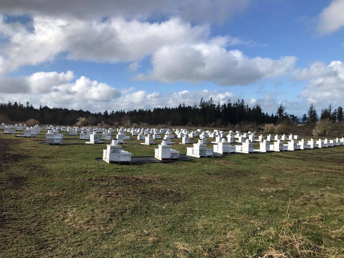 Bee hives in the Stanwood apiary