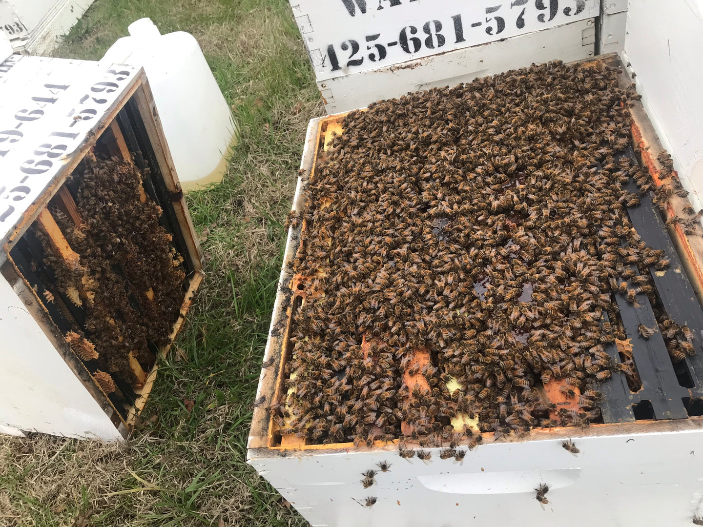 A honey bee colony in a hive