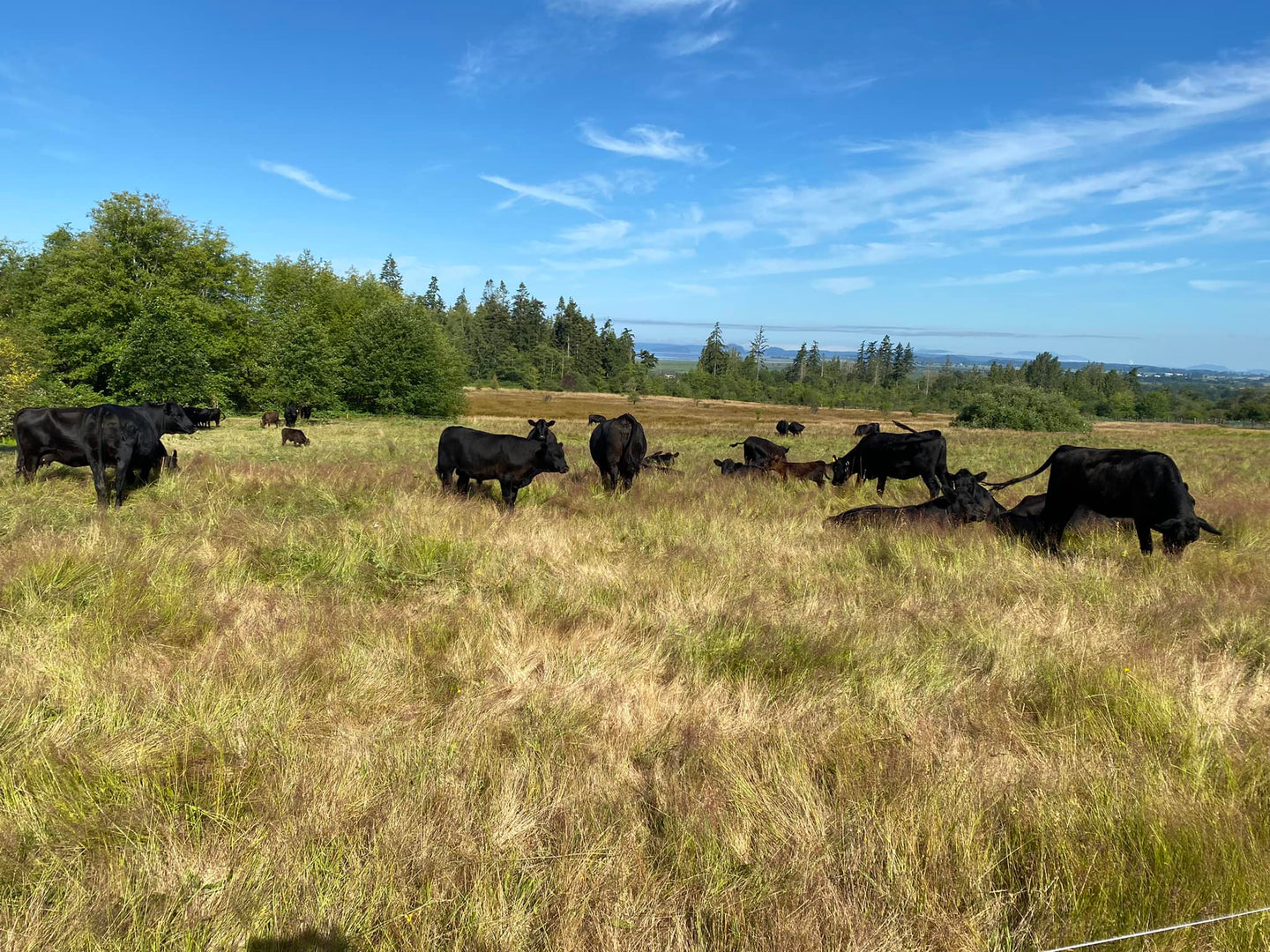 Black Angus cattle resting in pasture