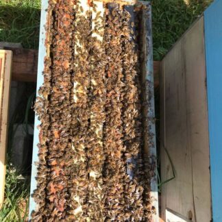 2027 - 5 Frame Honey Bee Nuc - 2026/2027 Queen