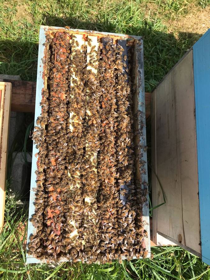 2027 - 5 Frame Honey Bee Nuc - 2026/2027 Queen