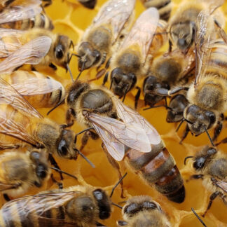 2027 - Honey Bee Queen