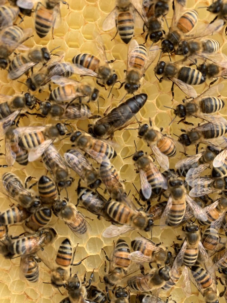 2027 - Honey Bee Queen - Image 2