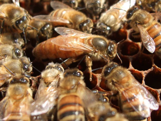 2027 - Honey Bee Queen - Image 3