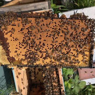 Brood frame with Bees