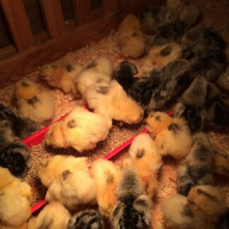 ORGANIC - Baby Chicks - COMING SOON!