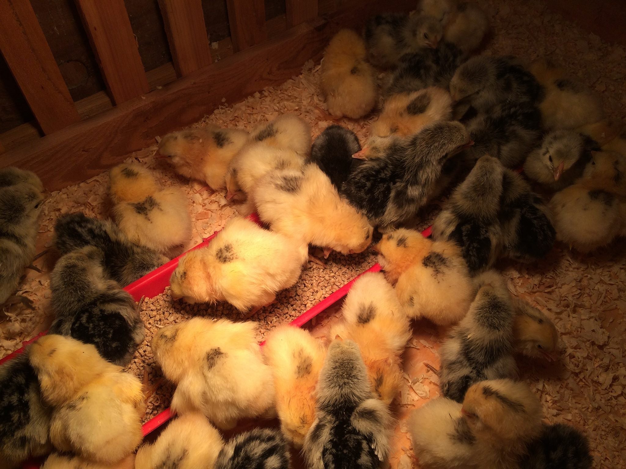 ORGANIC - Baby Chicks - COMING SOON!