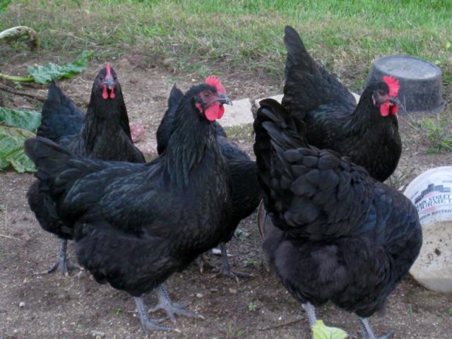 ORGANIC - Baby Chicks - COMING SOON! - Image 3
