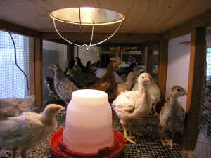 ORGANIC - Baby Chicks - COMING SOON! - Image 6