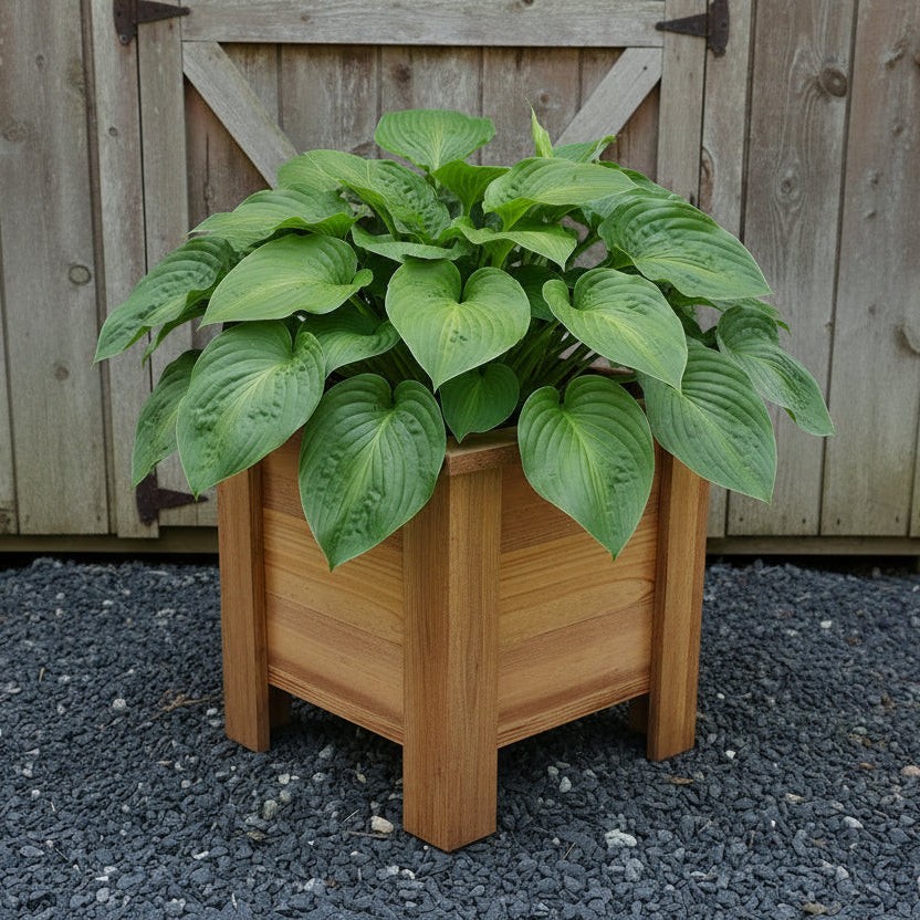 Raised Planter Boxes - Image 3