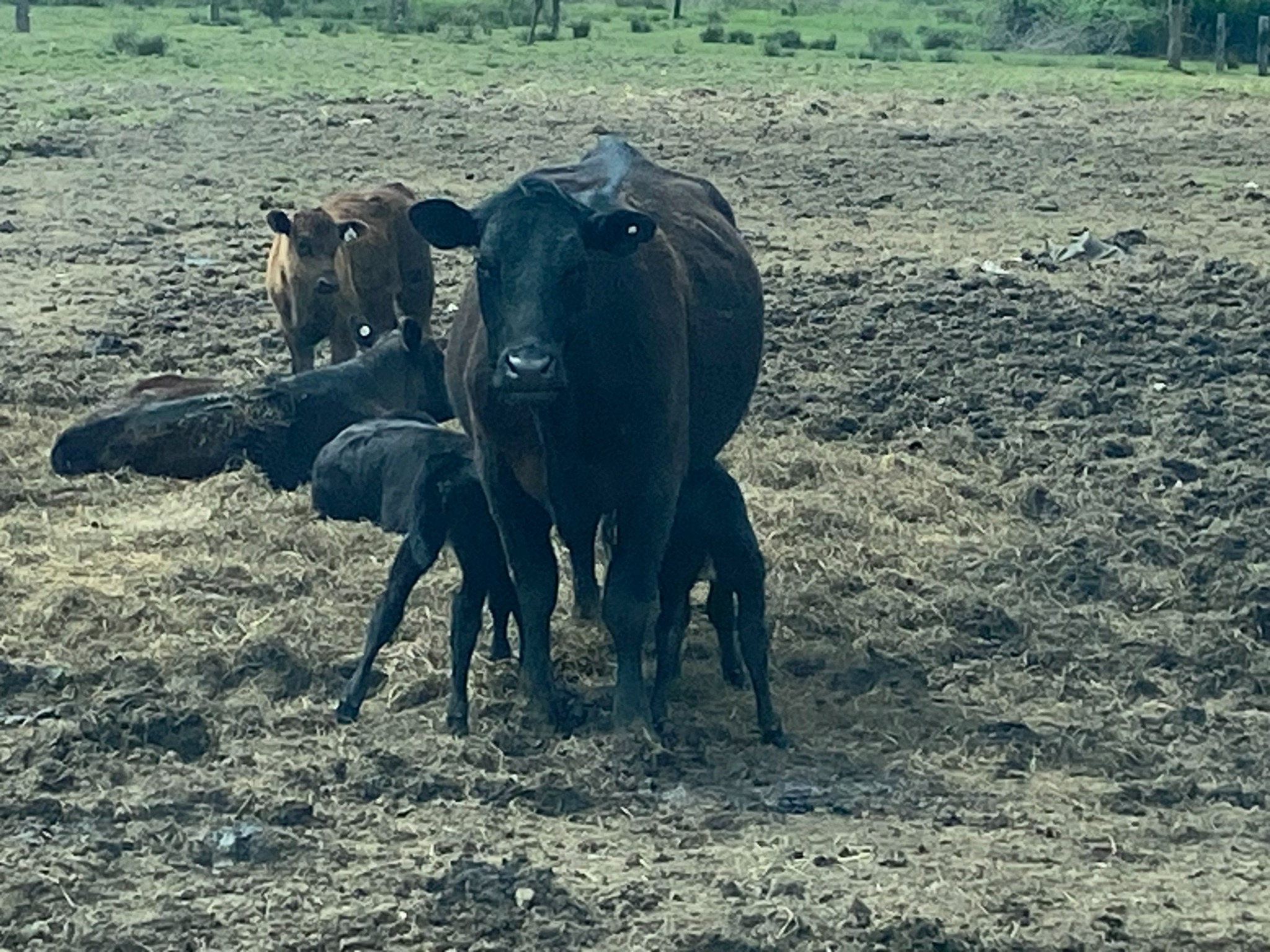 A cow standing with the first twin calves born on our farm