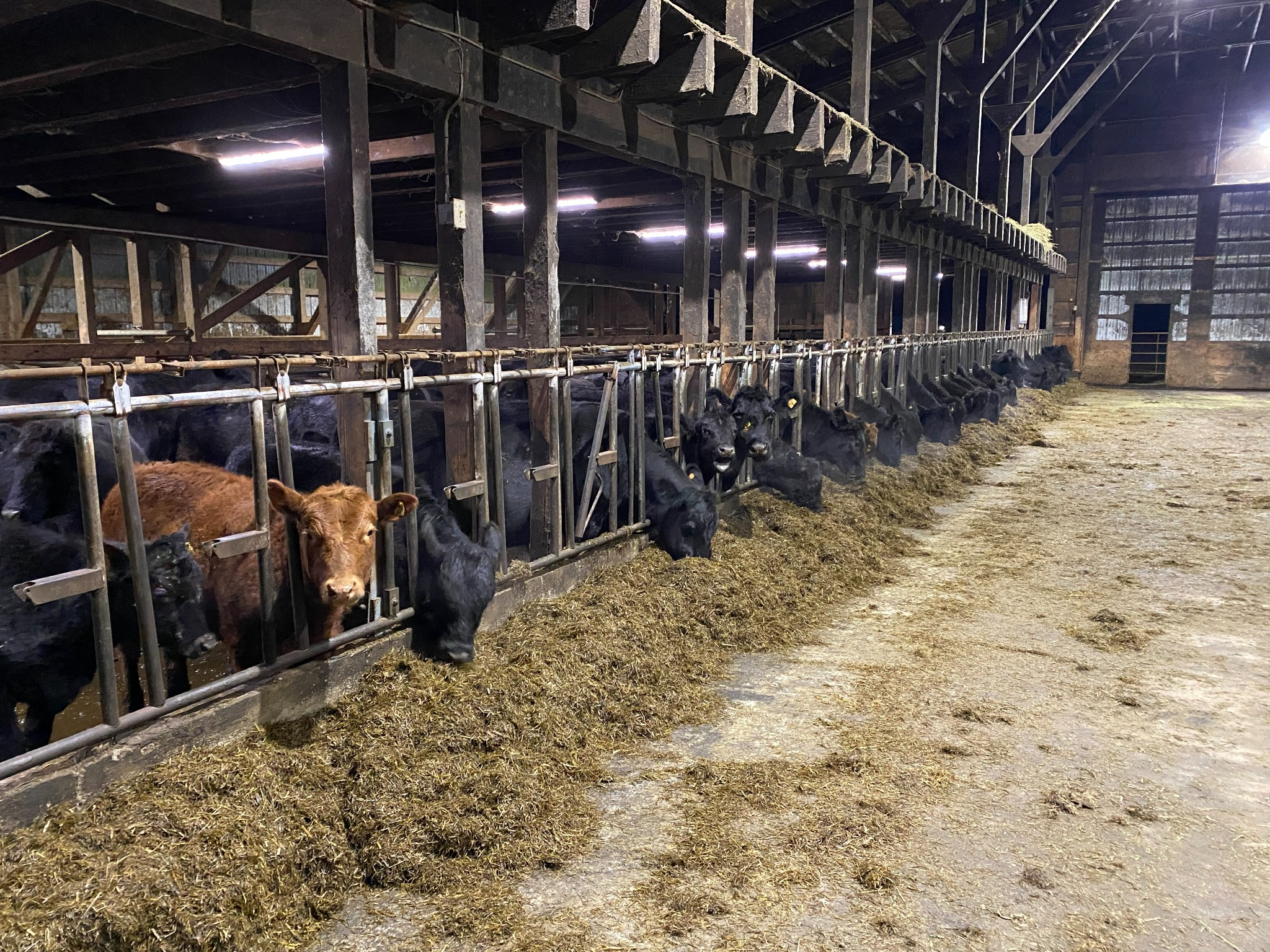 Cattle feeding along the aisle inside our timber barn