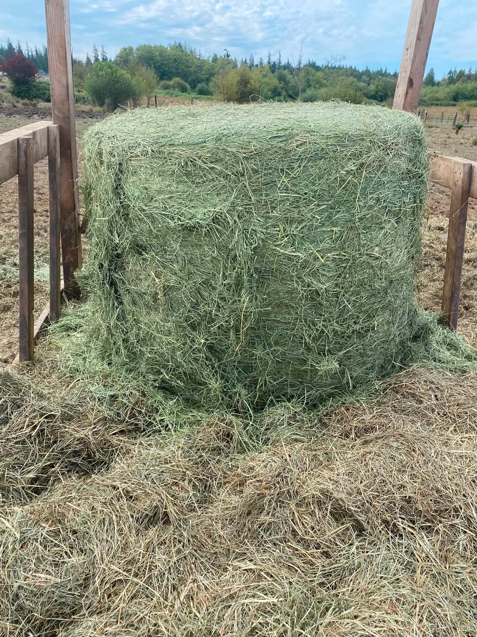 A round bale of hay in the cattle feeder at the farm