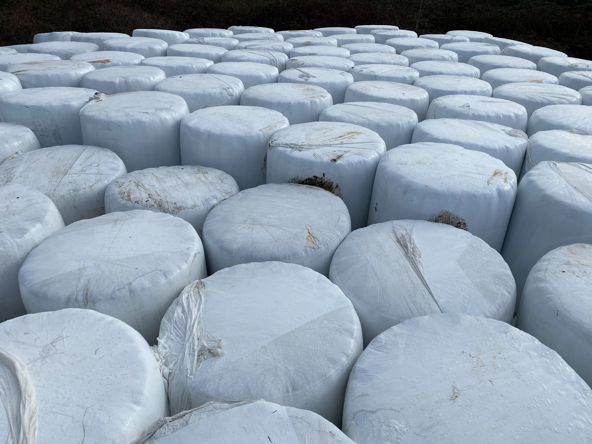 Rows of white-wrapped round bales stored at the farm